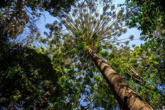 Looking up the Bunya pine trees in Bunya Mountains National Park, Queensland, Australia
