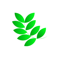  Leaf branch set, with green leaf, isolated on white