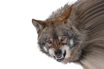 Naklejka na ściany i meble gray wolf with a grin is isolated on a white background.