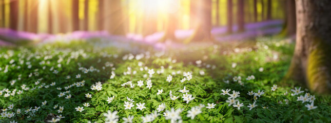 Beautiful white primroses in spring in the forest close-up in sunlight in nature. Spring forest landscape with blooming white anemones and trees. - 696243625