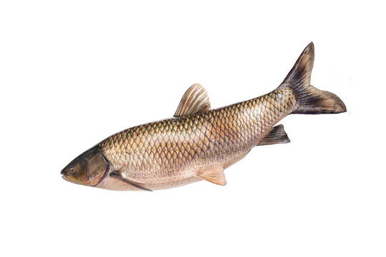  white grass carp isolated on a white background