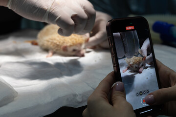 An anesthesiologist takes a photo of a hedgehog on his phone in surgery. Hedgehog undergoing...