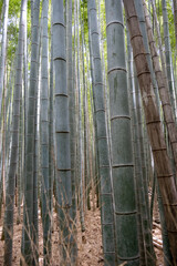 Bamboo Forest (Arashiyama)
