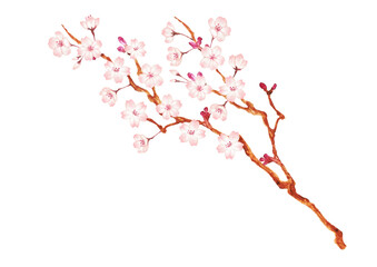 水彩の桜の絵でのイラスト