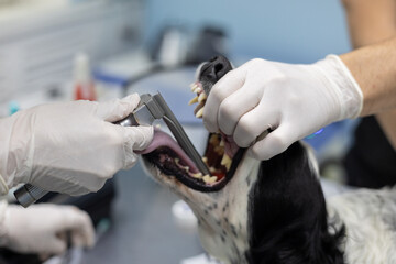 The veterinarian inserts a laryngoscope into the dog's mouth for intubation Before surgery the...