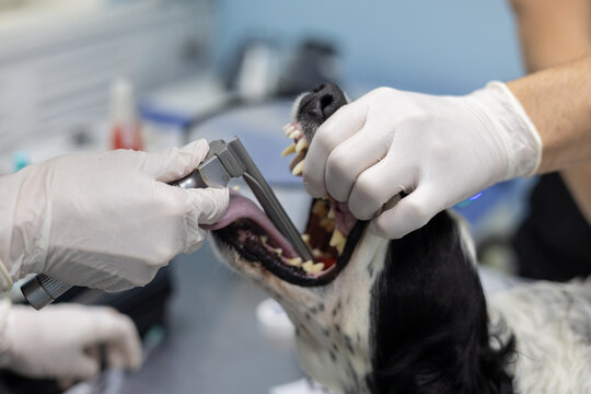 The veterinarian inserts a laryngoscope into the dog's mouth for intubation Before surgery the anesthesiologist intubates the dog. An endotracheal tube will allow you to be connected to a ventilator.