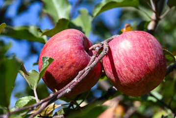 リンゴ（信州・松川）