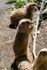 prairie dog in the zoo