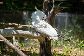 white cockatoo on the branch