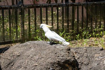 white cockatoo on a rock