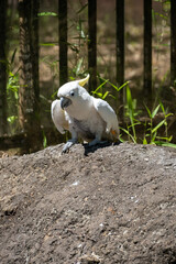 white cockatoo on a rock