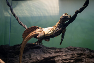 lizard in a terrarium