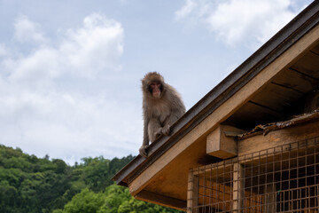 japanese macaque sitting on the roof