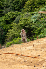 japanese macaque sitting on a stake