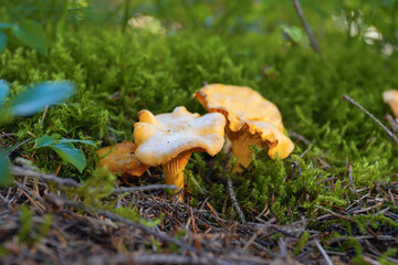 golden delicious chanterelles