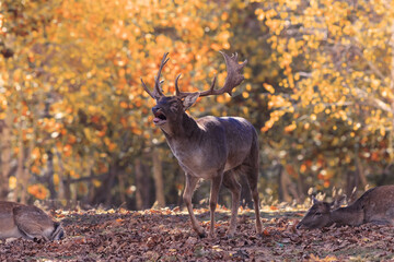 fallow deer stag in autumn natural setting