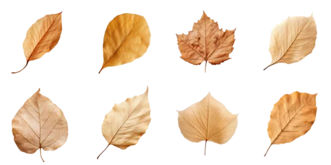 Foto op Plexiglas Collection of Natural of Tropical brown dry leaves in autumn season isolated on transparent png background, varies different of plant botanical. © TANATPON