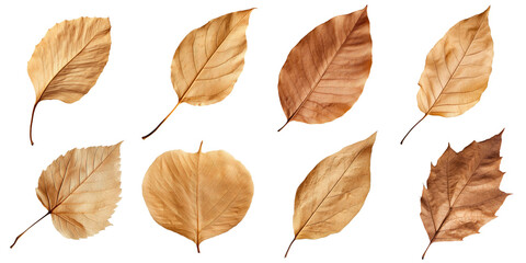 Collection of Natural of Tropical brown dry leaves in autumn season isolated on transparent png background, varies different of plant botanical.