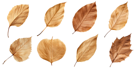 Collection of Natural of Tropical brown dry leaves in autumn season isolated on transparent png background, varies different of plant botanical.