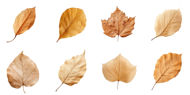 Collection of Natural of Tropical brown dry leaves in autumn season isolated on transparent png background, varies different of plant botanical.
