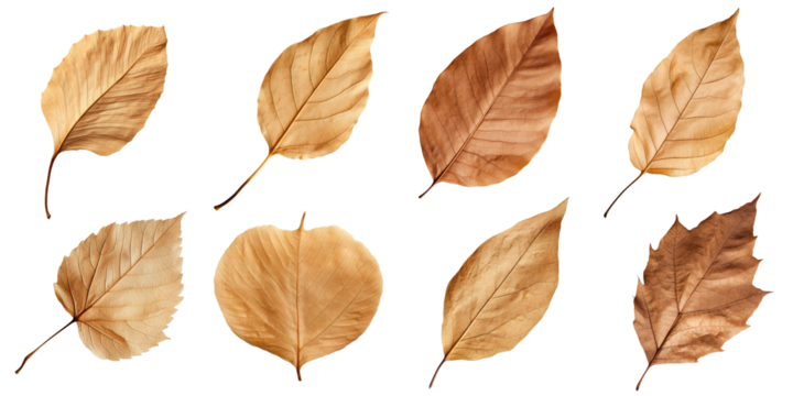 Collection of Natural of Tropical brown dry leaves in autumn season isolated on transparent png background, varies different of plant botanical.