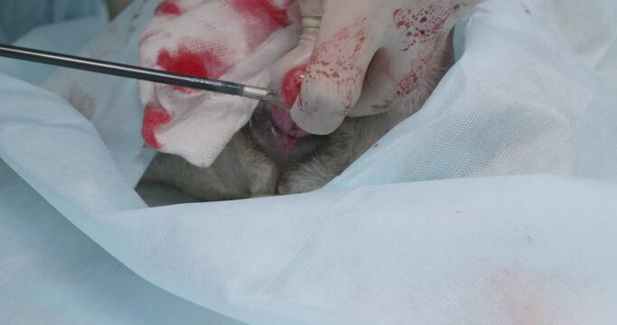 Using an electrocoagulator, a veterinary surgeon removes a tumor from a pet under anesthesia. In veterinary surgery, a pet with a tumor on the uterus is operated on. Veterinary oncology concept.