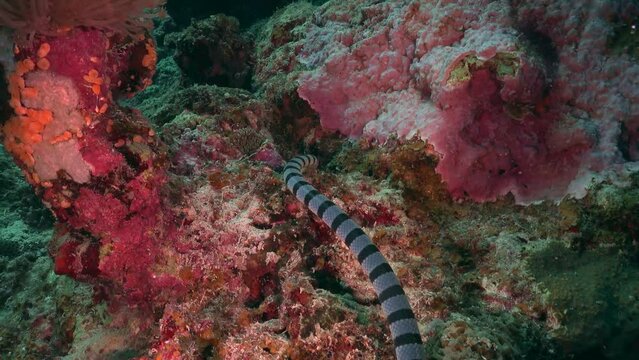 Sea snake (Laticauda colubrina), Tropical sea creatures 4K Slow motion
