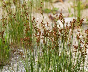 soft rush, juncus effuses, Spiral rush, Twisted rush or Diffuse, Grass, Scattered rush, is a...