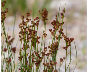 soft rush, juncus effuses, Spiral rush, Twisted rush or Diffuse, Grass, Scattered rush, is a...