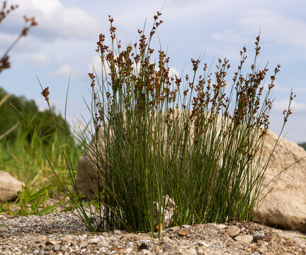 soft rush, juncus effuses, Spiral rush, Twisted rush or Diffuse, Grass, Scattered rush, is a species of herbaceous plant in the family Juncaceae Rushes Allied Plants grows in humid areas.