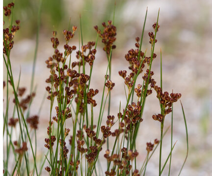 soft rush, juncus effuses, Spiral rush, Twisted rush or Diffuse, Grass, Scattered rush, is a species of herbaceous plant in the family Juncaceae Rushes Allied Plants grows in humid areas.