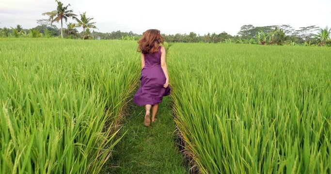 Happy tourist jog at divider in rice fields, slow motion camera follow behind. Skirt of long dress billows in air, long hair fly when she skip. Lush green grass at young paddy at left and right sides
