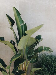 Palm leafs close up tropical plant
