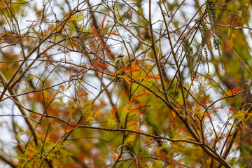 autumn leaves against sky