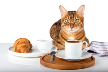 Cute cat near a plate with a croissant and a cup of coffee.