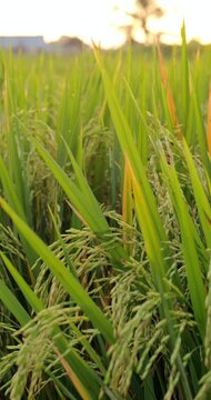 Close view of rice paddy in warm sunset backlight, with droopy panicles and green blades of grass. Vertical shot features selective focus. Grains are beginning to change color from green to yellow