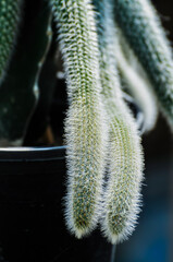 close up of a cactus