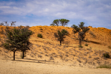 Fototapeta na wymiar Arid Kalahari Landscape, near Craig Lockhart in the Kgalagadi Transfrontier Park