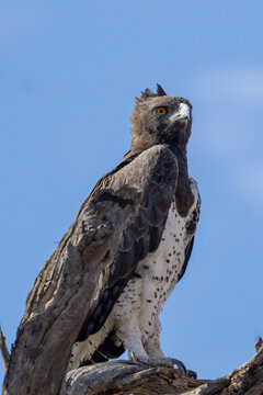 Martial Eagle (Breëkoparend) (Polemaetus bellicosus) near Mata Mata in the Kgalagadi Transfrontier Park, Kalahari