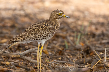 Obraz premium Spotted Thick-knee (Gewone Dikkop) (Burhinus capensis) near Kamqua in the Kgalagadi Transfrontier Park, Kalahari
