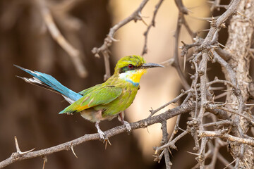 Swallow-tailed Bee-eater in flight (Swaelstertbyvreter) (Merops hirundineus) near Urikaruus in the Kgalagadi Transfrontier Park, Kalahari