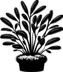 Emblingiaceae plant icon 12