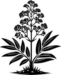 Ebenaceae plant icon 6