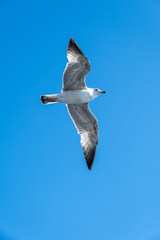 seagull in flight