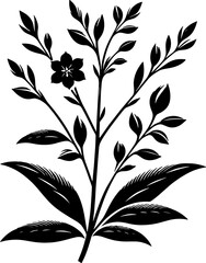 Diapensiaceae plant icon 4