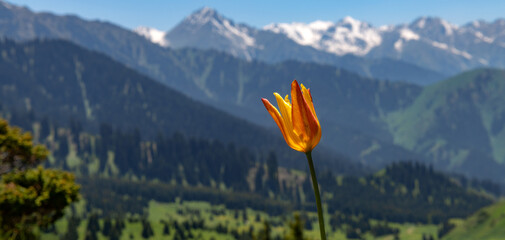 Wild tulip against the backdrop of a picturesque plateau and snow-covered peaks in the Trans-Ili...