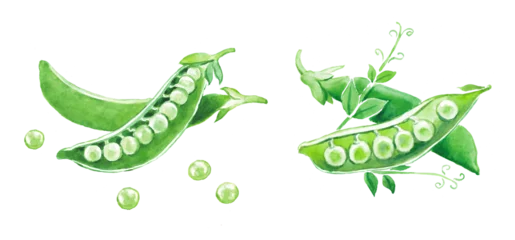 Foto op Plexiglas  Green peas , green pea , green beans , raw peas , vegetables , legumes , food illustration , hand painted  watercolor illustration © Nina
