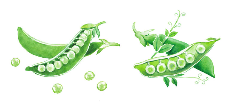  Green peas , green pea , green beans , raw peas , vegetables , legumes , food illustration , hand painted  watercolor illustration
