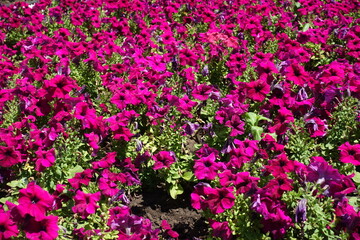 Mass of magenta colored flowers of petunias in July