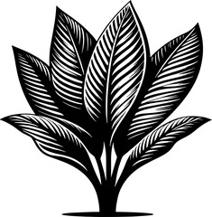 Costaceae plant icon